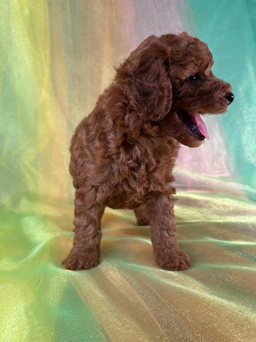 Miniature Bernedoodle Puppy for Sale DOB 7-1-2025 $1200
